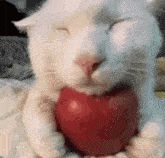 Apple Cat approves of WinDVD